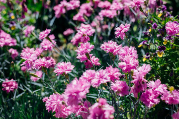 Obraz premium Flower meadow in summer with pink cornflowers. Sunlight.Centaurea cyanus. A field of wildflowers.