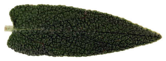 Dark green fluffy soft leaf Phlomis purpurea with unusual texture isolated on white