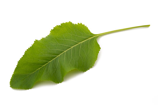 Fresh  horseradish leaf