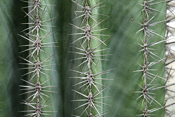 Giant prickly cactus. Trendy amazing cactus.