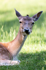 Wildlife Photography. Closeup Fallow Deer (Dama Dama) at Biosphere Reserve Rhön, Germany
