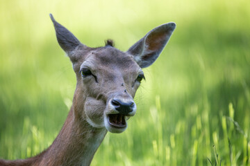 Wildlife Photography. Closeup Fallow Deer (Dama Dama) at Biosphere Reserve Rhön, Germany