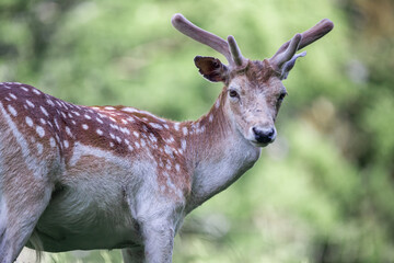 Naklejka na ściany i meble Animal Photography. Sika Deer (Cervus nippon) at Wildlife Park Gersfeld Biosphere Reserve Rhön, Germany