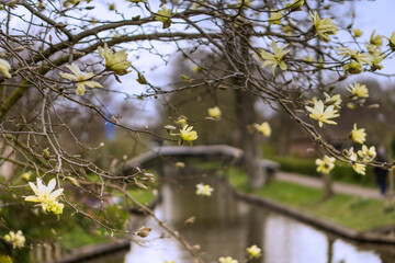 Spring in the Netherlands at Geithoorn