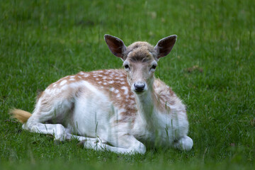 Fototapeta premium Animal Photography. Sika Deer (Cervus nippon) at Wildlife Park Gersfeld Biosphere Reserve Rhön, Germany