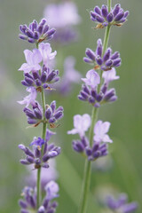 Close-up of delicate lavender against the background of green grass.