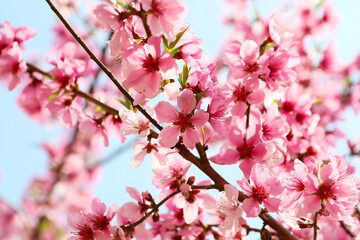 Obraz premium 복사꽃