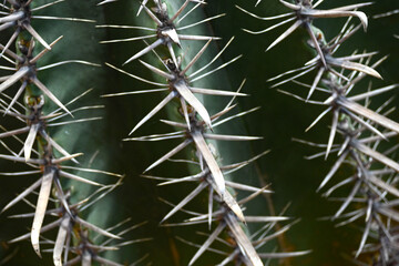 Giant prickly cactus. Trendy amazing cactus.