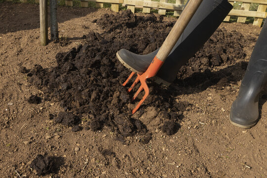 Incorporation de fumier &agrave; la terre d'un potager