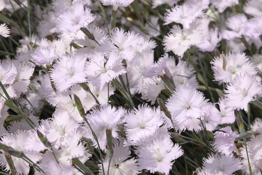 Oeillets Dianthus chinensis blanc ros&eacute;