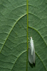 Lacewing insect on leaf. Probably Chrysoperla carnea. UK.