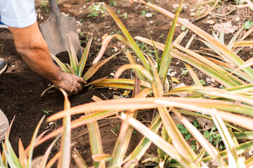 Closeup to the hand of a peasant harvesting a pineapple in the ground with the help of a shovel