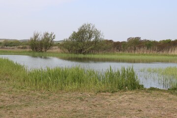 lake in a green environment 