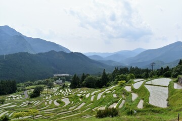 千枚田,三重県,田園,田植え,米,水田,日本の風景,熊野