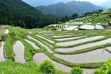 千枚田,三重県,田園,田植え,米,水田,日本の風景,熊野