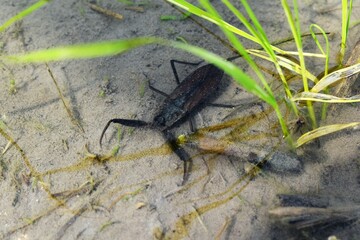 water scorpion（ウォータースコーピオン）タウコウチ、ミズカマキリ、水田