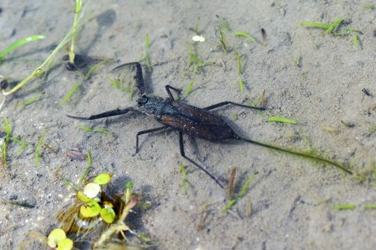 water scorpion（ウォータースコーピオン）タウコウチ、ミズカマキリ、水田
