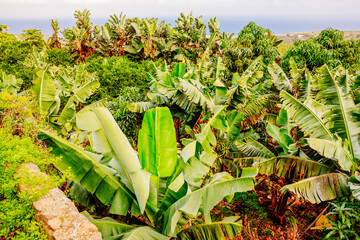 Detail of a plantation of Canarian bananas, with bunches of ripening fruits.