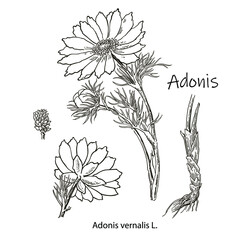 Vector images of medicinal plants. Detailed botanical illustration for your design. Biological additives are. Healthy lifestyle. Adonis.