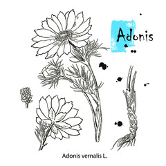 Vector images of medicinal plants. Detailed botanical illustration for your design. Biological additives are. Healthy lifestyle. Adonis.