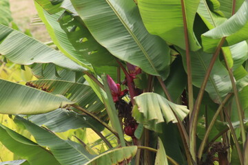 Flor de árbol de plátano