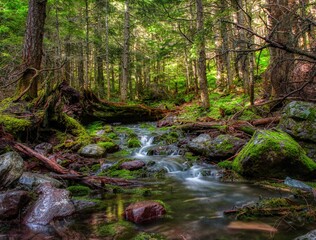 Small mountain creek in forest at Glacier Park - obrazy, fototapety, plakaty