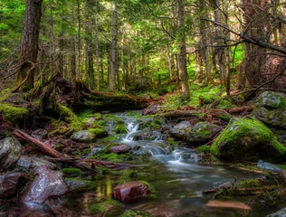 Fotobehang Small mountain creek in forest at Glacier Park © James Sakaguchi