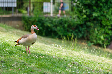 A beautiful Egyptian goose in the grass in Bonn