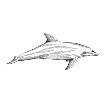 recommend clip art: Dolphin. Hand drawn illustration converted to vector. Vector with animal underwater.