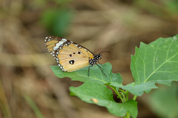 Plain tiger butterfly sitting on leaf