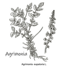 The medicinal plant is the common burdock or agrimonia eupatoria. Hand drawn botanical vector illustration.