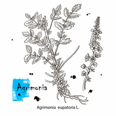 The medicinal plant is the common burdock or agrimonia eupatoria. Hand drawn botanical vector illustration.
