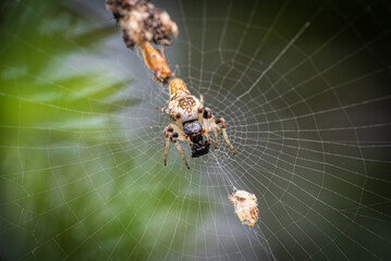 Trashline orbweaver spider (Cyclosa sp.)