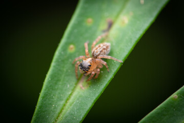 Jumping spider (Saitis barbipes)