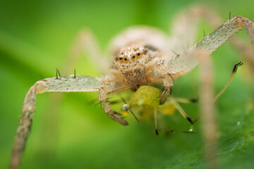 Crab spider (Philodromus sp.) on a leaf eating an aphid