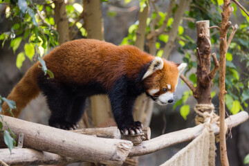 Red panda climb on the tree