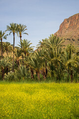 Meadow full of yellow wild flowers with a palm grove in the background in front of the mountain. Landscape of Orihuela, in the province of Alicante, Spain. Mediterranean ecosystem.