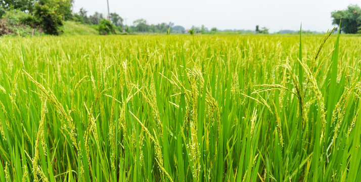 rice field in green wide shot with grain and rice flower no people for background image