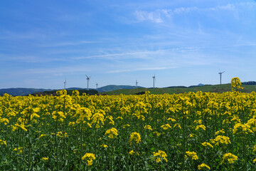 横浜町菜の花畑と風車　青森県観光　GW