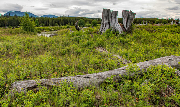 Open meadow with tree stumps in Polebridge MT