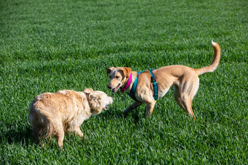 one dog invites another for playing