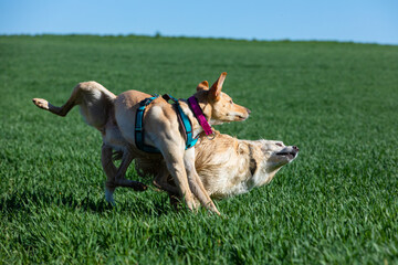 wild playing of two dogs