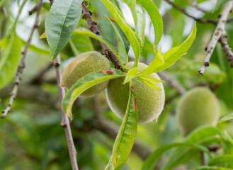 Green almonds on the tree branch