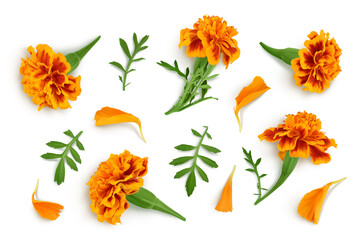 fresh marigold or tagetes erecta flower isolated on white background with clipping path and full depth of field. Top view. Flat lay - obrazy, fototapety, plakaty