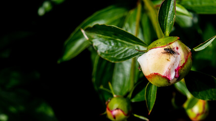 ant and fly on peony bud