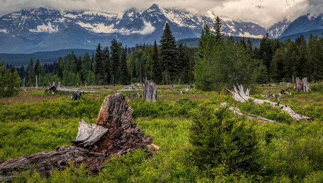 Open meadow with tree stumps with mountains in Polebridge MT