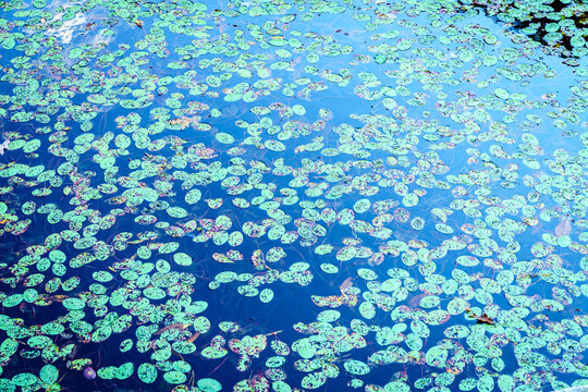 Water Lily leaves in a lake in fall