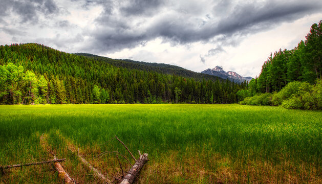 Open meadow, fallen trees with mountains near Polebridge MT