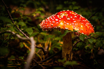 Fliegenpilz
