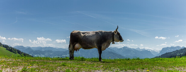 Milchkuh in den Österreichischen Alpen